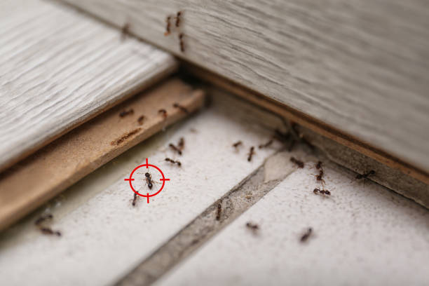 Best Flea Control Services  in Cetronia, PA