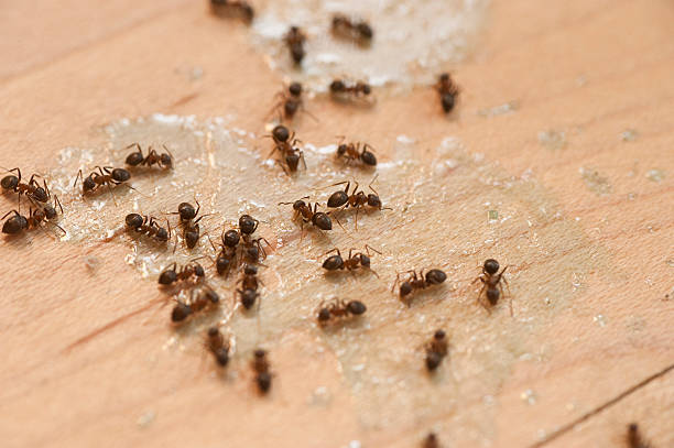 Best Pest Control Near Me  in Cetronia, PA